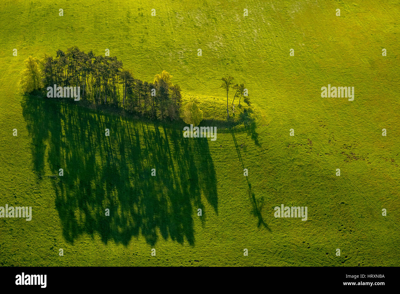 Baum-Insel auf einer Wiese, Baum-Gruppe auf einer Weide, Hohen Demzin, Mecklenburgische Seenplatte, Mecklenburger Seenplatte, Mecklenburg-Vorpommern, Deutschland Stockfoto