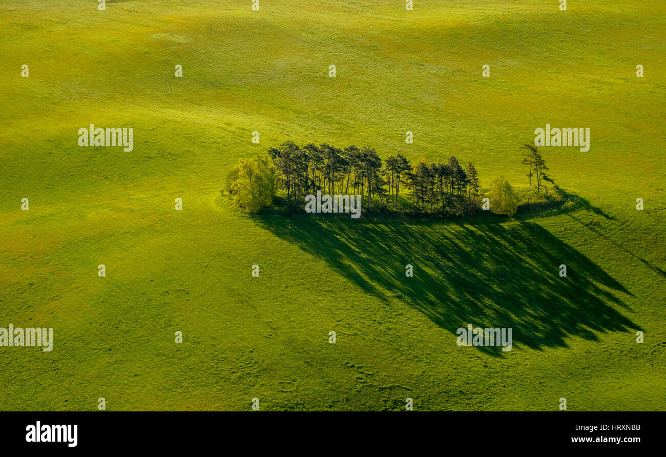 Baum-Insel auf einer Wiese, Baum-Gruppe auf einer Weide, Hohen Demzin, Mecklenburgische Seenplatte, Mecklenburger Seenplatte, Mecklenburg-Vorpommern, Deutschland Stockfoto