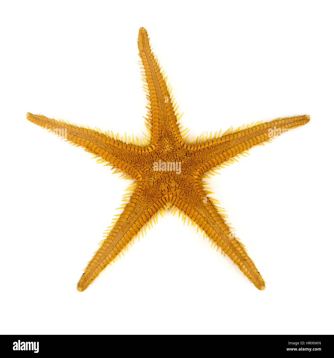 Seestern auf weißem Hintergrund Stockfoto