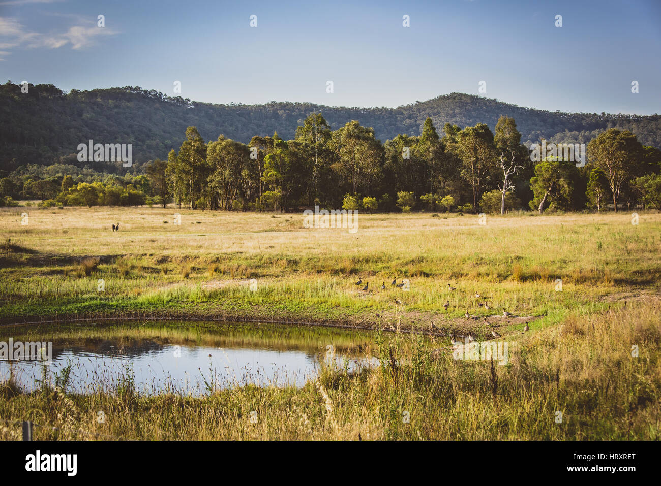 Hunter Valley Szene, Australien Stockfoto