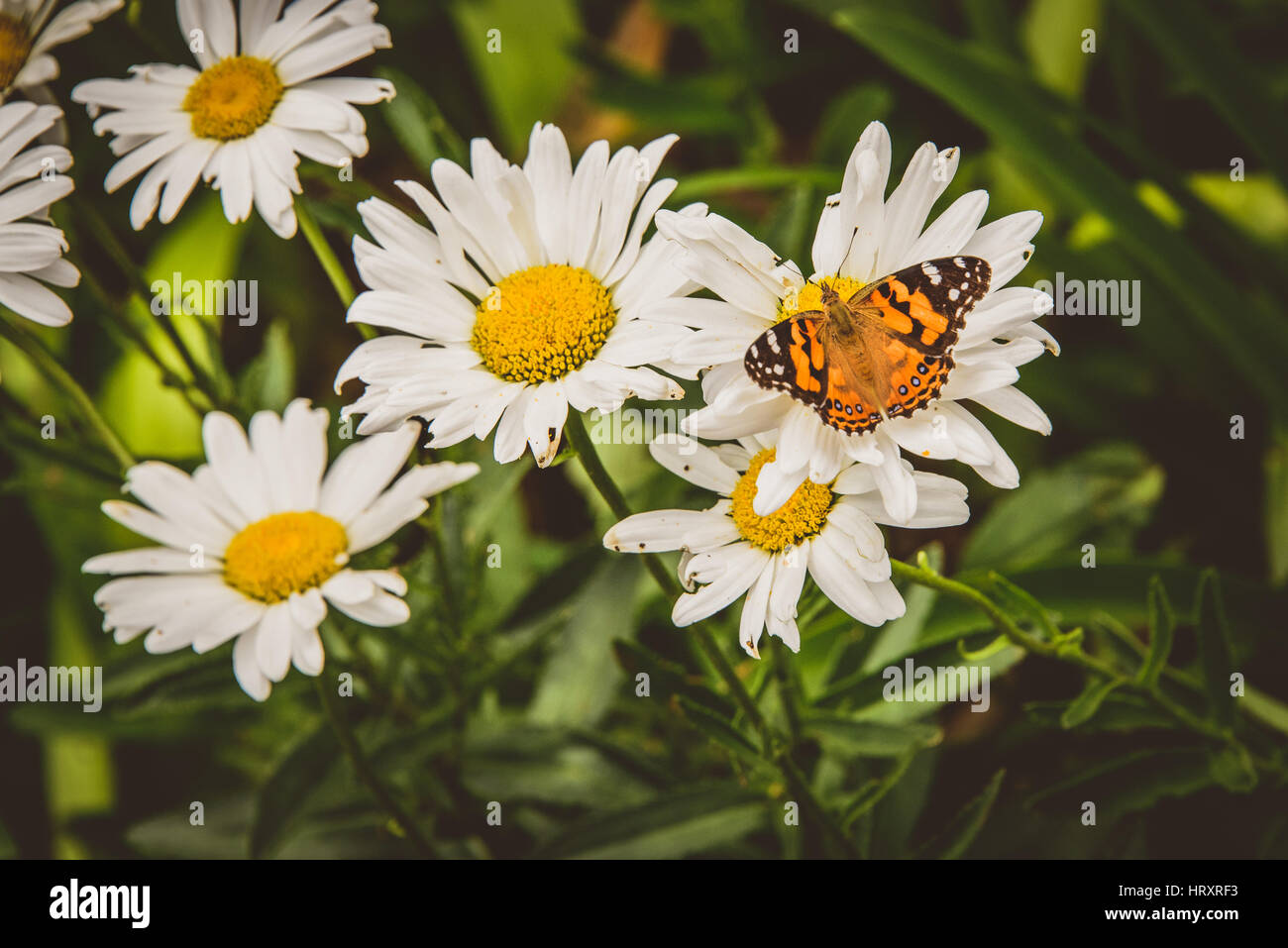 Distelfalter Schmetterling auf Gänseblümchen Stockfoto