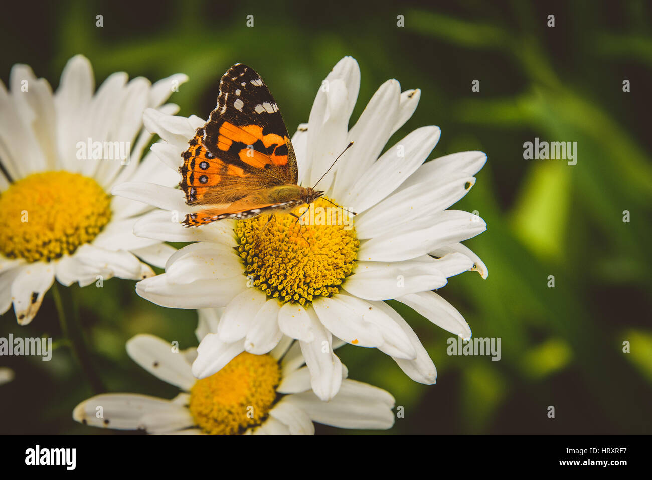 Distelfalter Schmetterling auf Gänseblümchen Stockfoto