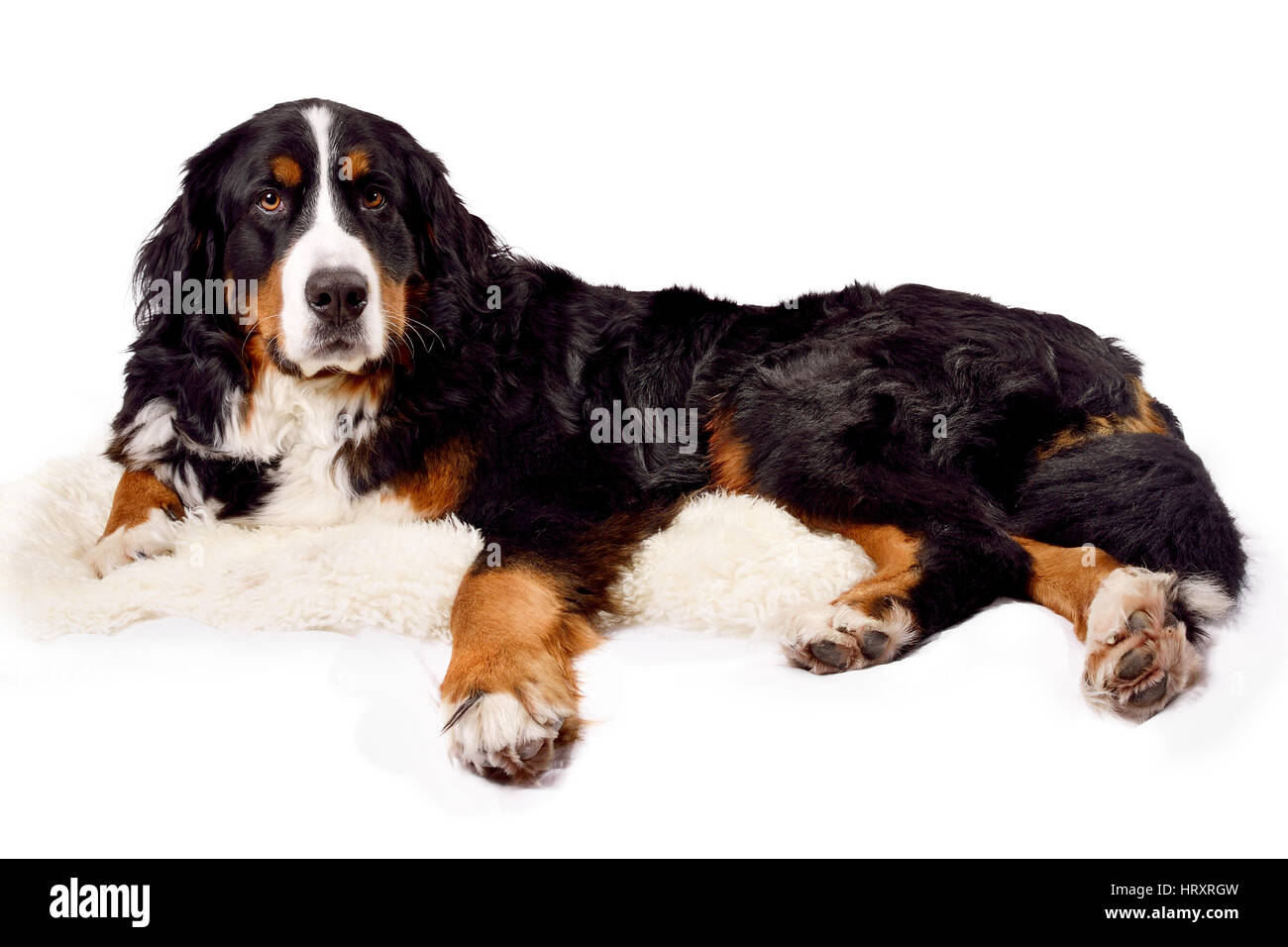 Berner Sennenhund vor einem weißen Hintergrund Stockfoto