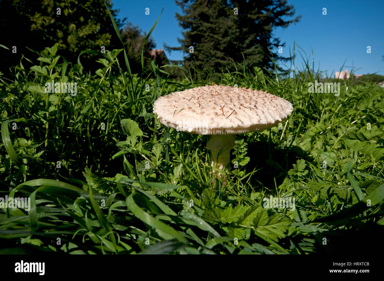 Parasol-Pilz (Lepiota Procera), Latium, Italien Stockfoto