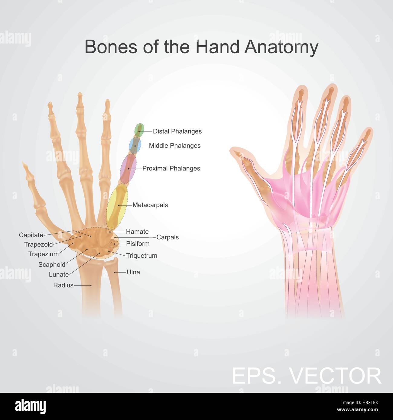 Finger enthalten einige der dichtesten Bereiche der Nervenenden auf den Körper und die reichste Quelle von taktiles Feedback. Sie haben auch die größte po Stock Vektor