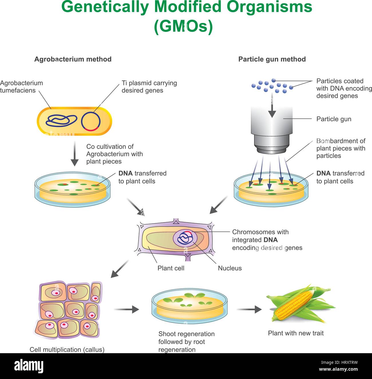 Ein gentechnisch veränderter Organismus (GVO) ist ein Organismus oder Mikroorganismen, deren genetisches Material verändert worden ist, enthält ein Segment von DNA aus einem anderen Stock Vektor