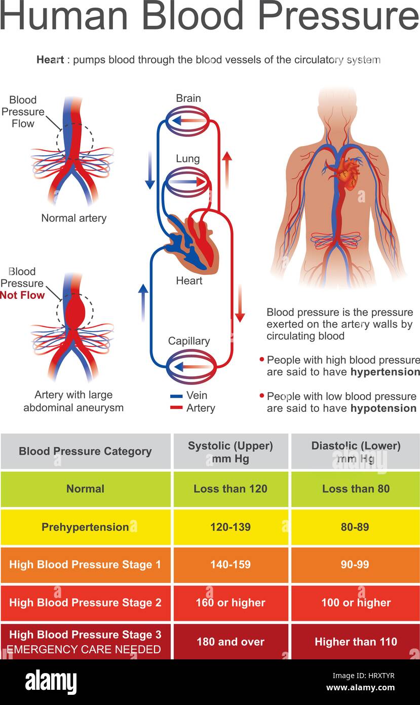 Blutdruck (BP) ist der Druck des zirkulierenden Blut an den Wänden der Blutgefäße. Wenn ohne nähere Angaben, "Blood Pressure" Usua verwendet Stock Vektor