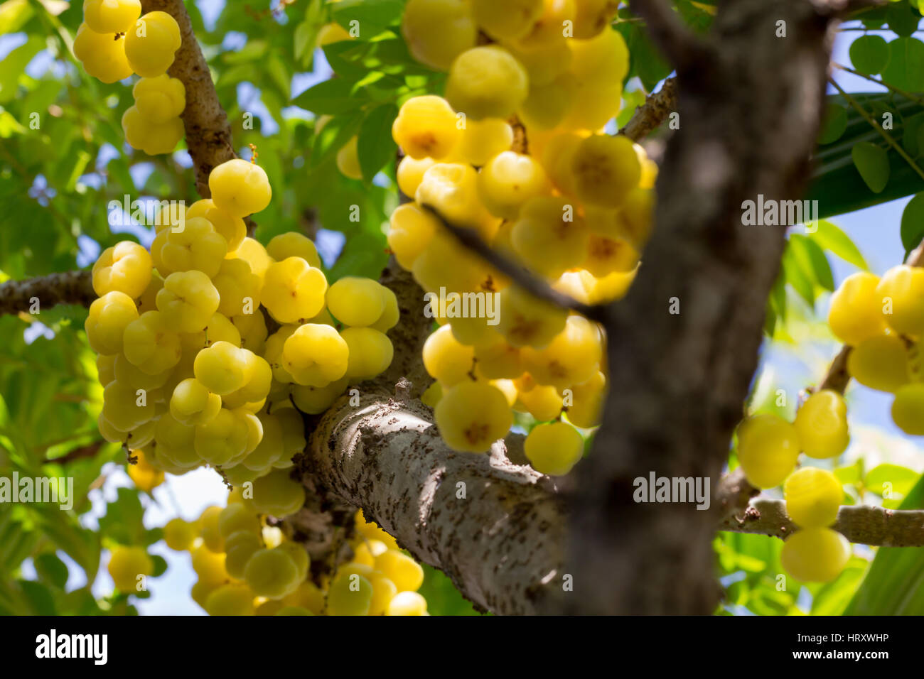 Reichlich "Star Stachelbeere' Früchte sind auf ihre natürlichen Ast hängen. Stockfoto