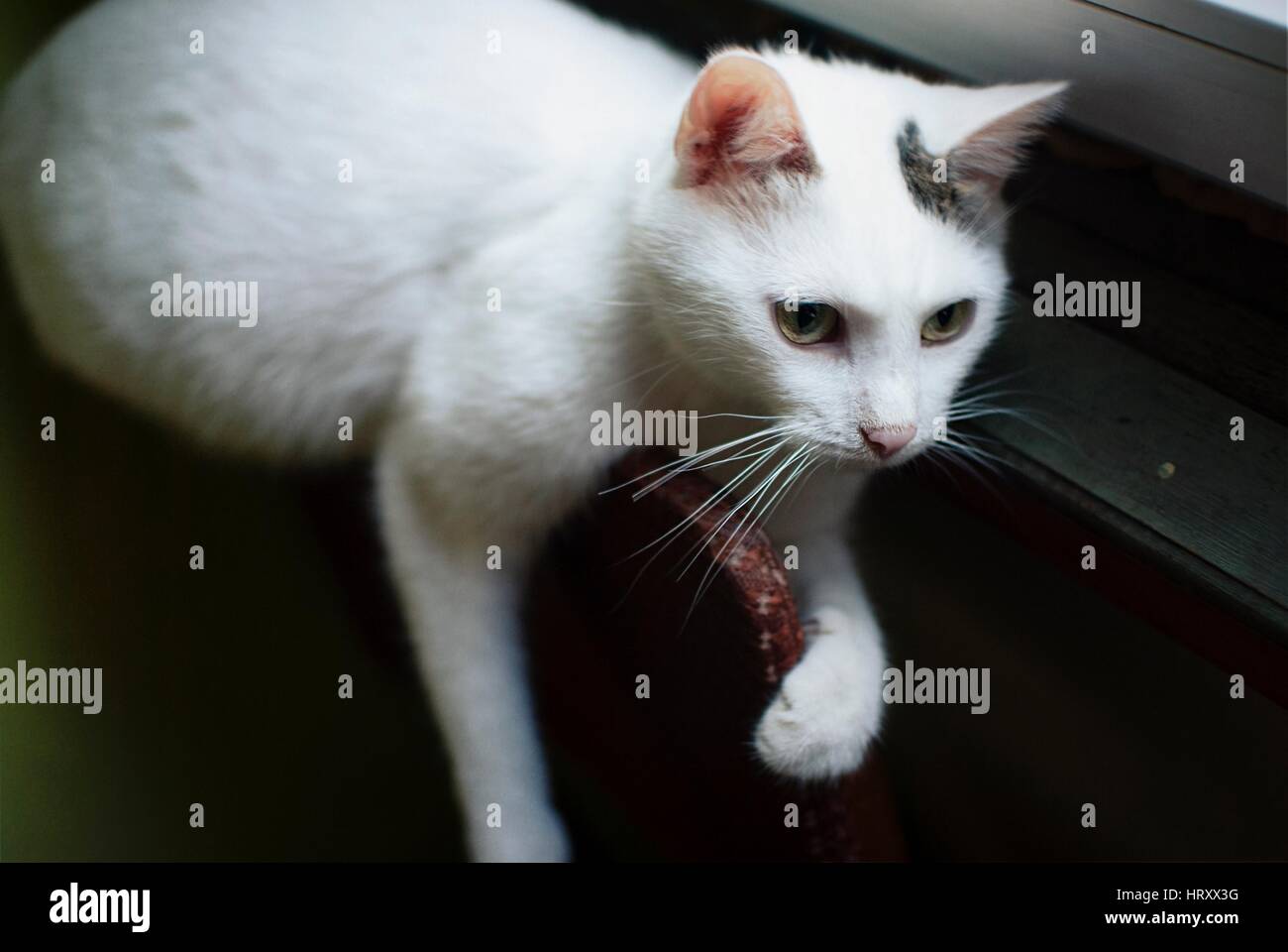 Weiße Katze mit schwarzen Fleck um das Ohr auf dem Rücken von einem Stuhl liegend. Stockfoto