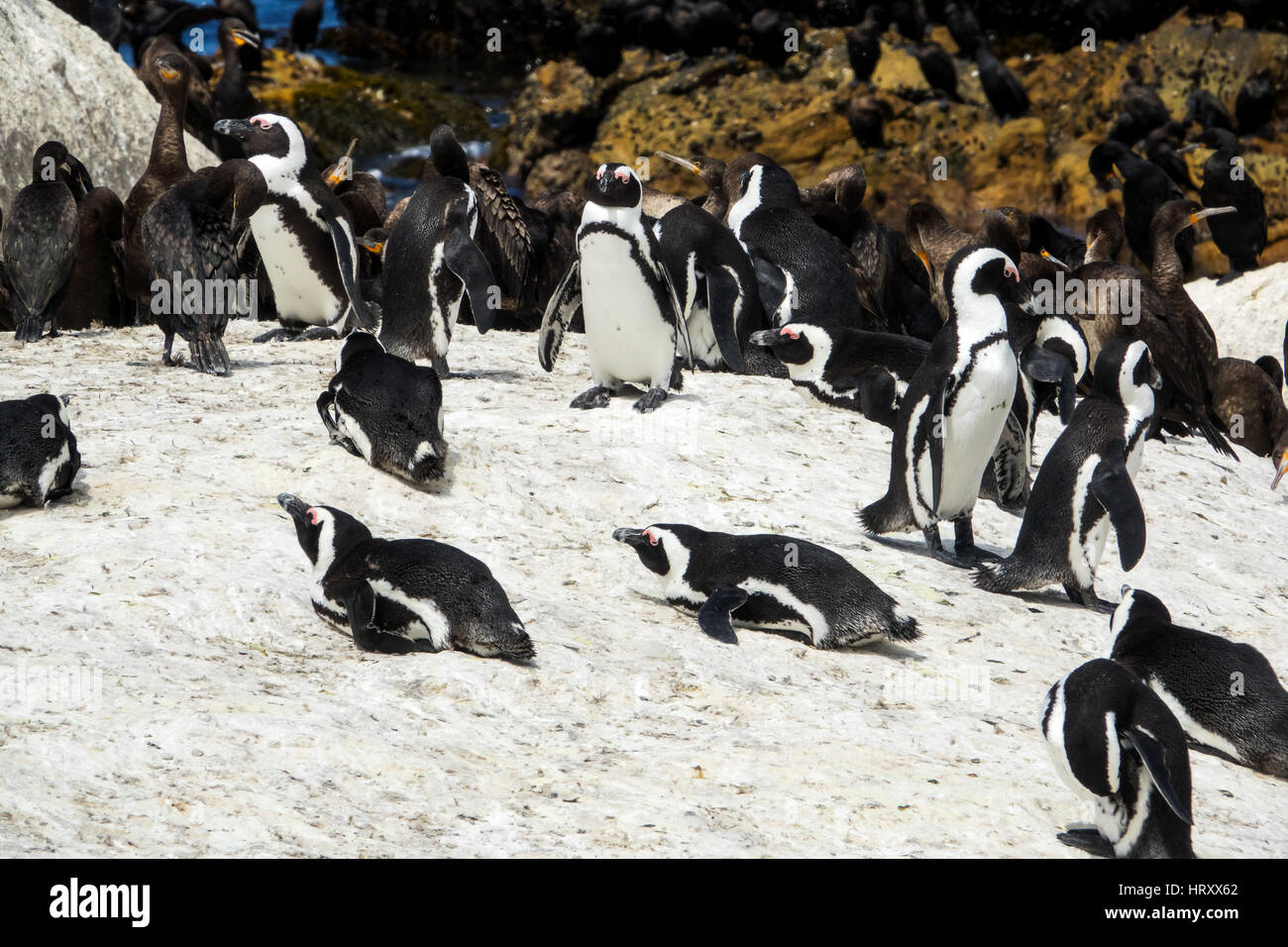 Afrikanische Pinguin und Kormoran Vögel Cape, Südafrika Stockfoto