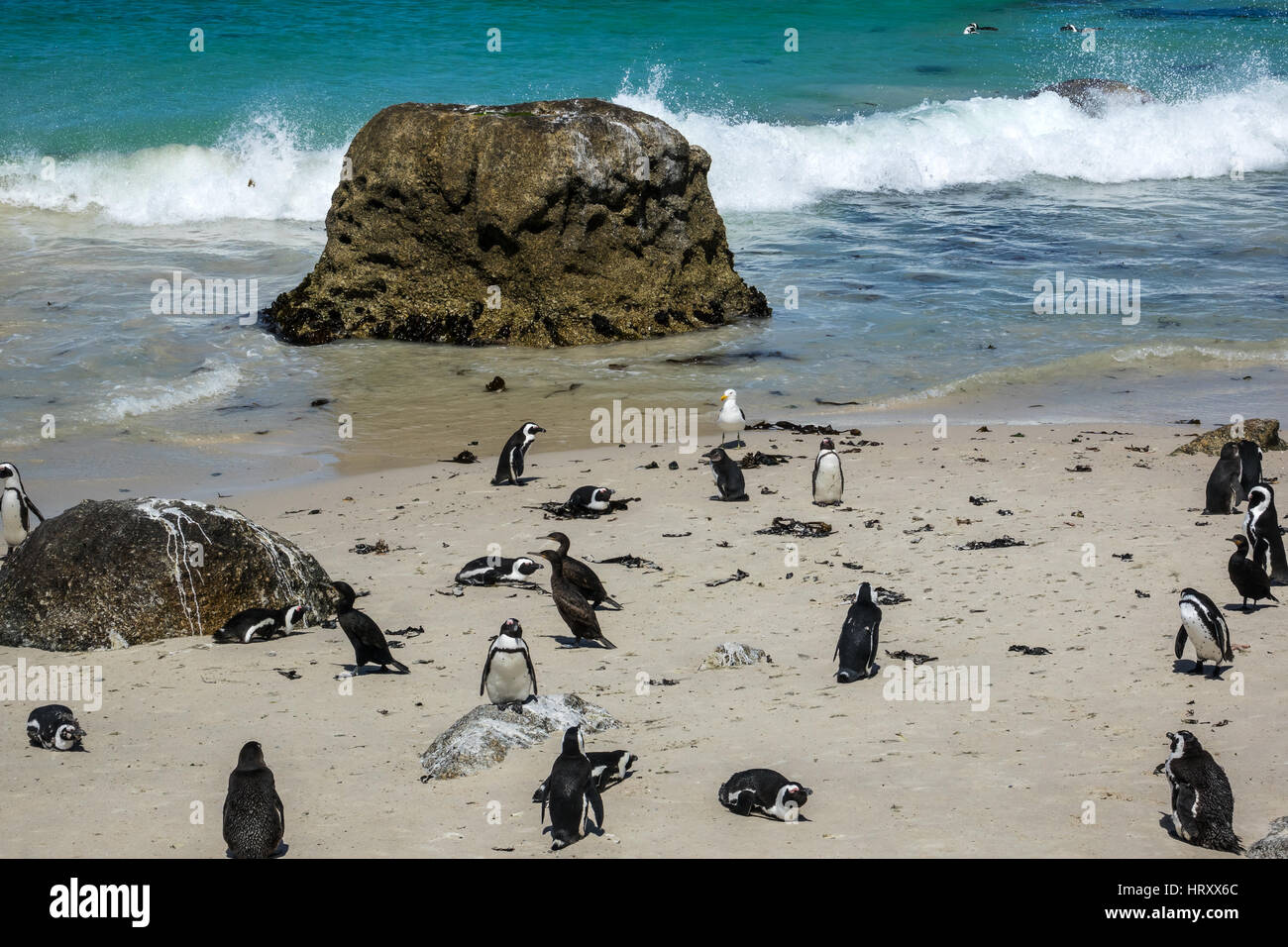 Afrikanische Pinguine (Spheniscus Demersus) bei Boulders Beach, South Africa Stockfoto