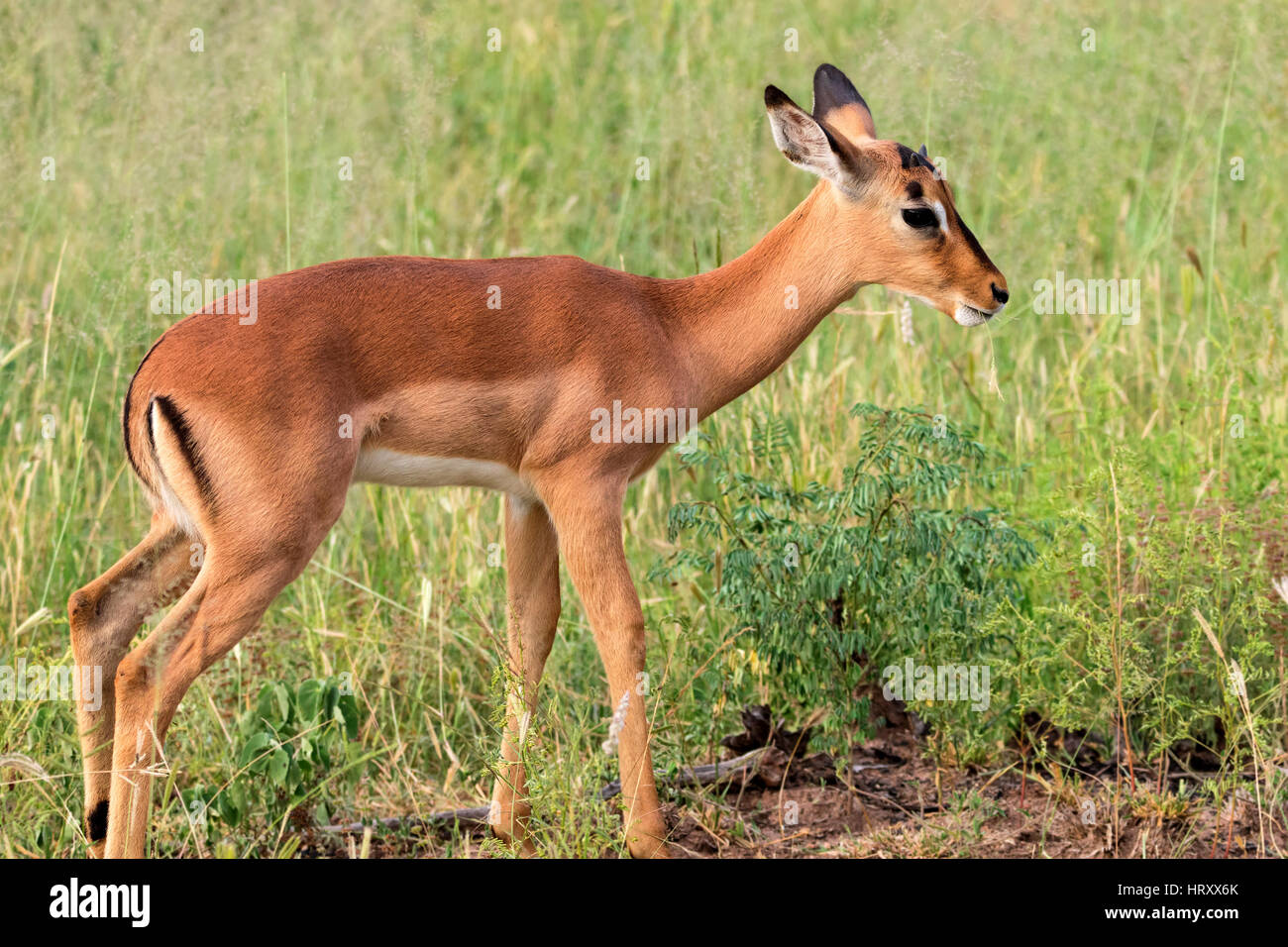 Impala Baby, Krüger Nationalpark, Südafrika Stockfoto