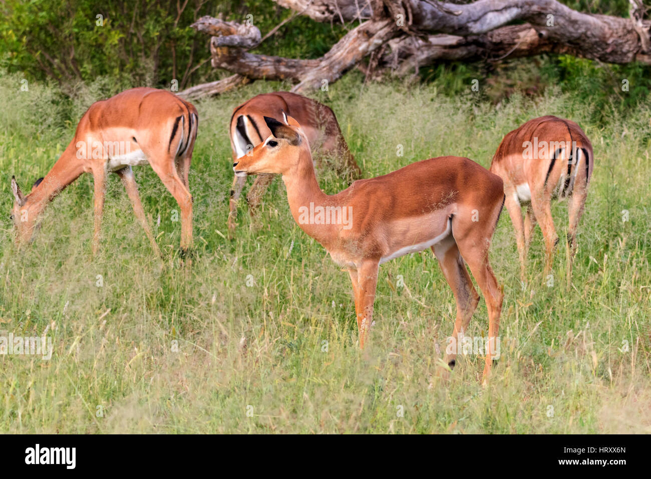 Herde von Impala (Aepyceros Melampus) stehen in hohen Gräsern, Krüger Nationalpark, Südafrika Stockfoto