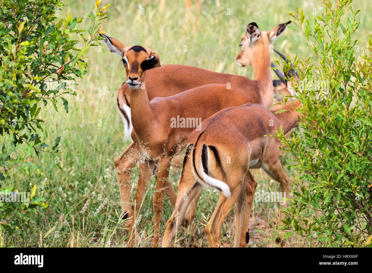 Impala wachsamen in Bushs (Aepyceros Melampus) Südafrika Kruger National Park Stockfoto