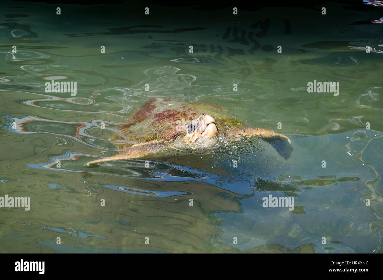 Türkische Meeresschildkröte schwimmt in Fetheye Fischerhafen in der Türkei Stockfoto