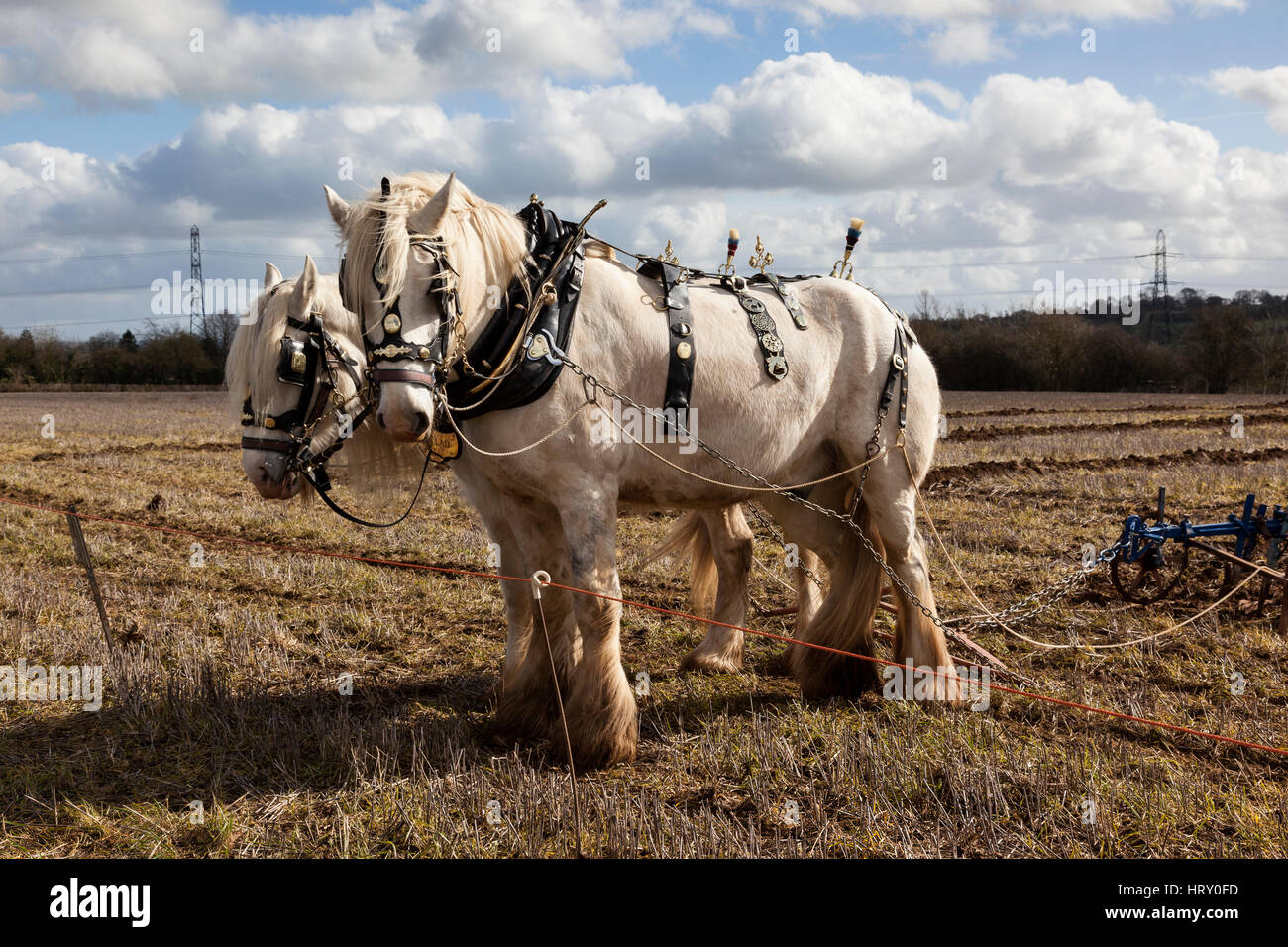 Shire Pferde bei einem Pflügen Spiel in Trowbridge, Wiltshire, England, Großbritannien Stockfoto