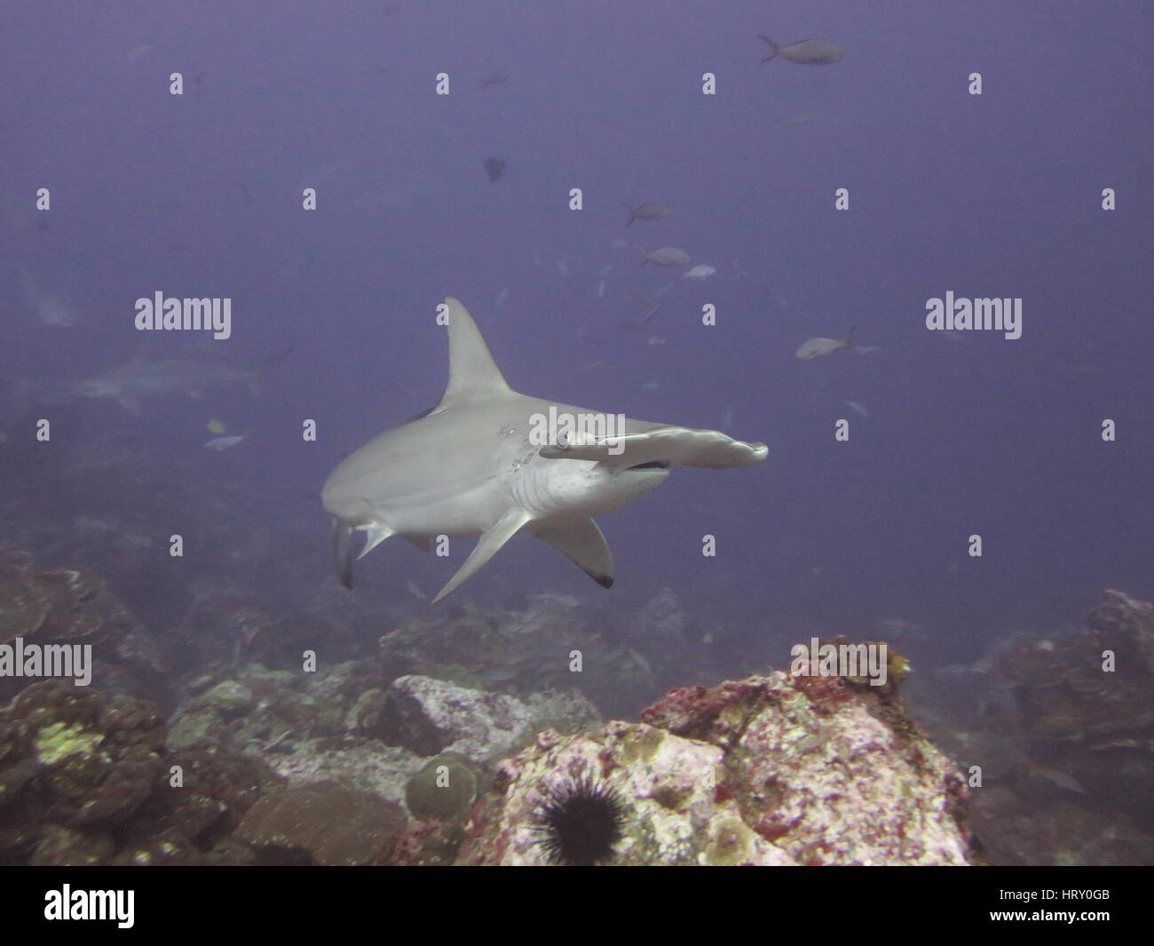 Bogenstirn-Hammerhai (Sphyrna lewinii) Stockfoto