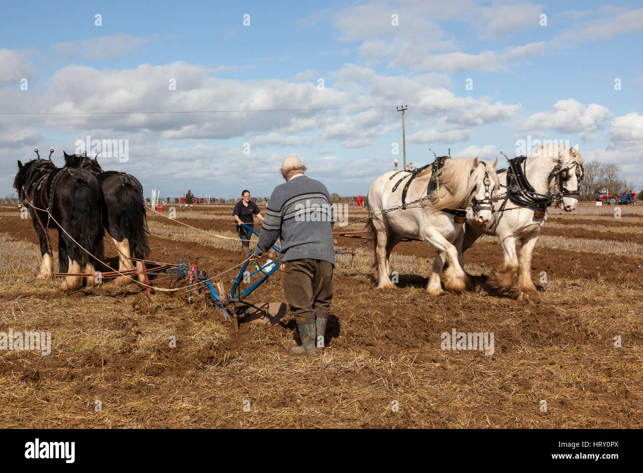 Pflügen Spiel in Trowbridge, Wiltshire, England, Großbritannien Stockfoto