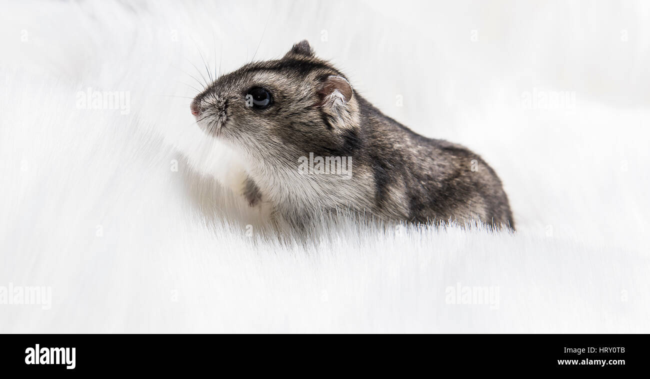Graue Zwerghamster Grau Hamster Makro, steht Stockfoto