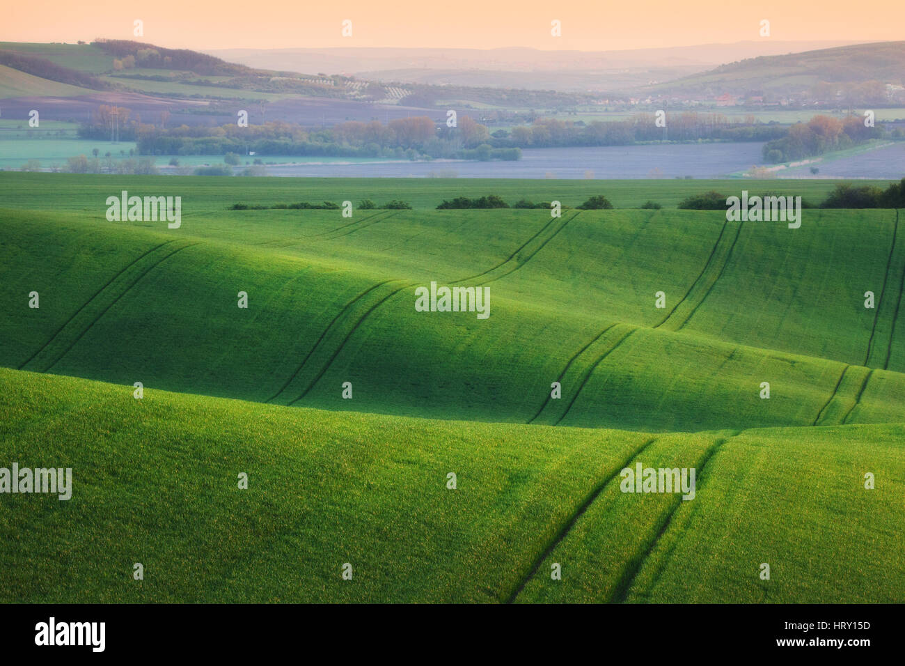 Wellige Wiesen in Südmähren, Tschechien. Gestreifte sonnigen Hügeln bei Sonnenuntergang im Frühling. Minimalistische Landschaft mit Blüte grünen Rasen Stockfoto