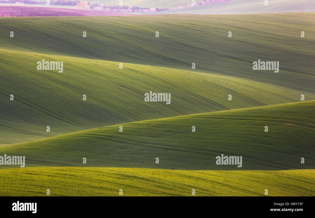 Wellige Wiesen in Südmähren, Tschechien. Gestreifte sonnigen Hügeln bei Sonnenuntergang im Frühling. Minimalistische Landschaft mit Blüte grünen Rasen Stockfoto