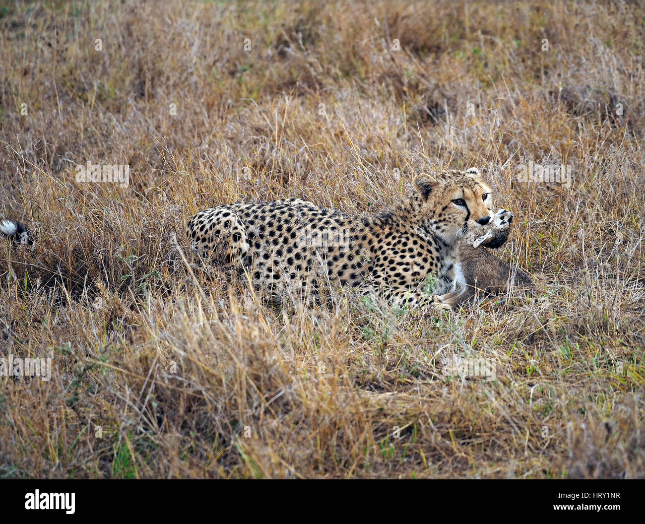 Cheetah mit youngThomson's Gazelle (Eudorcas Thomsonii) Beute in der