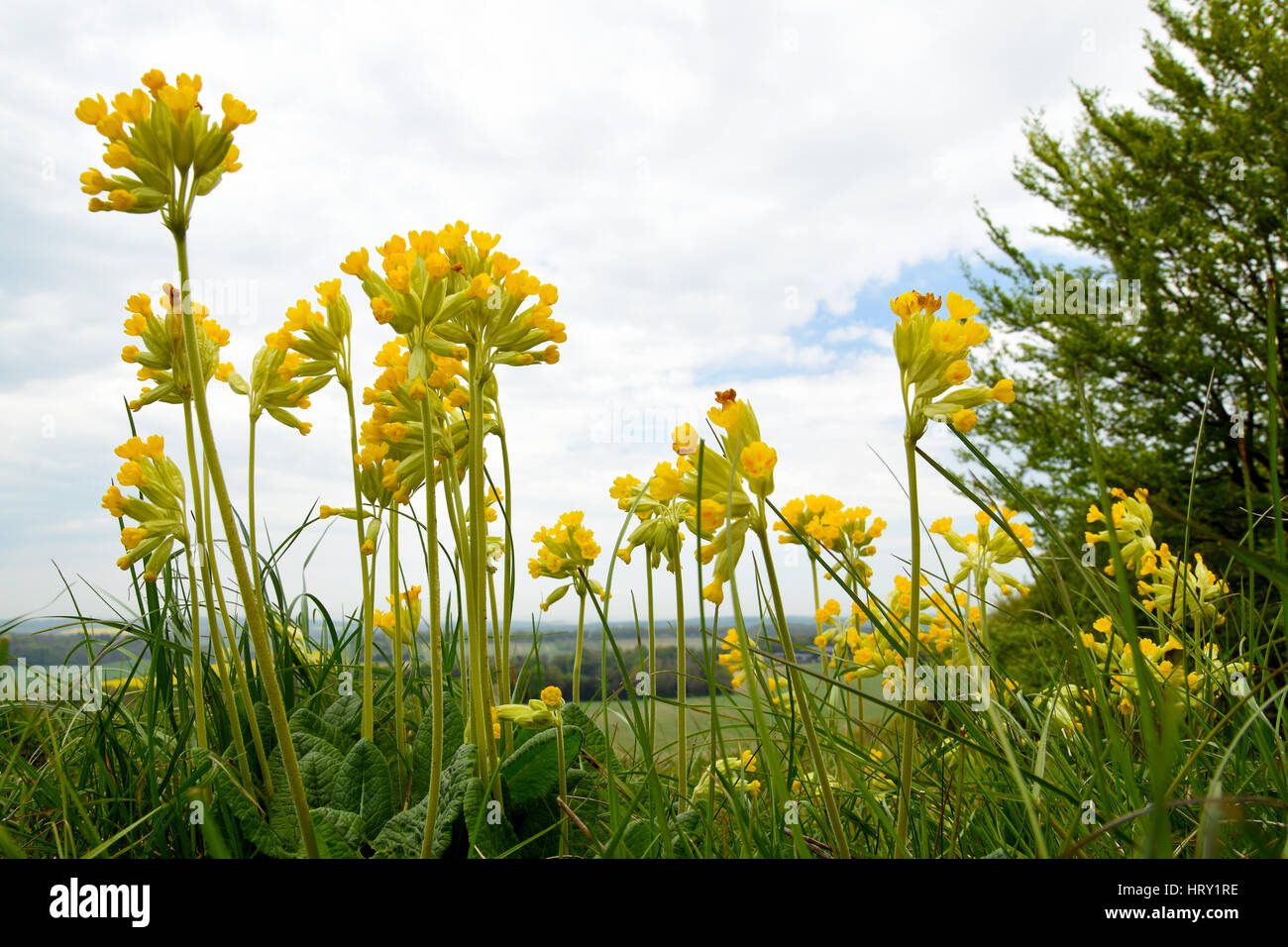 Blüten der Schlüsselblume (Primula Veris) wächst im Feld im Farley Mount in der Nähe von Winchester, England Stockfoto