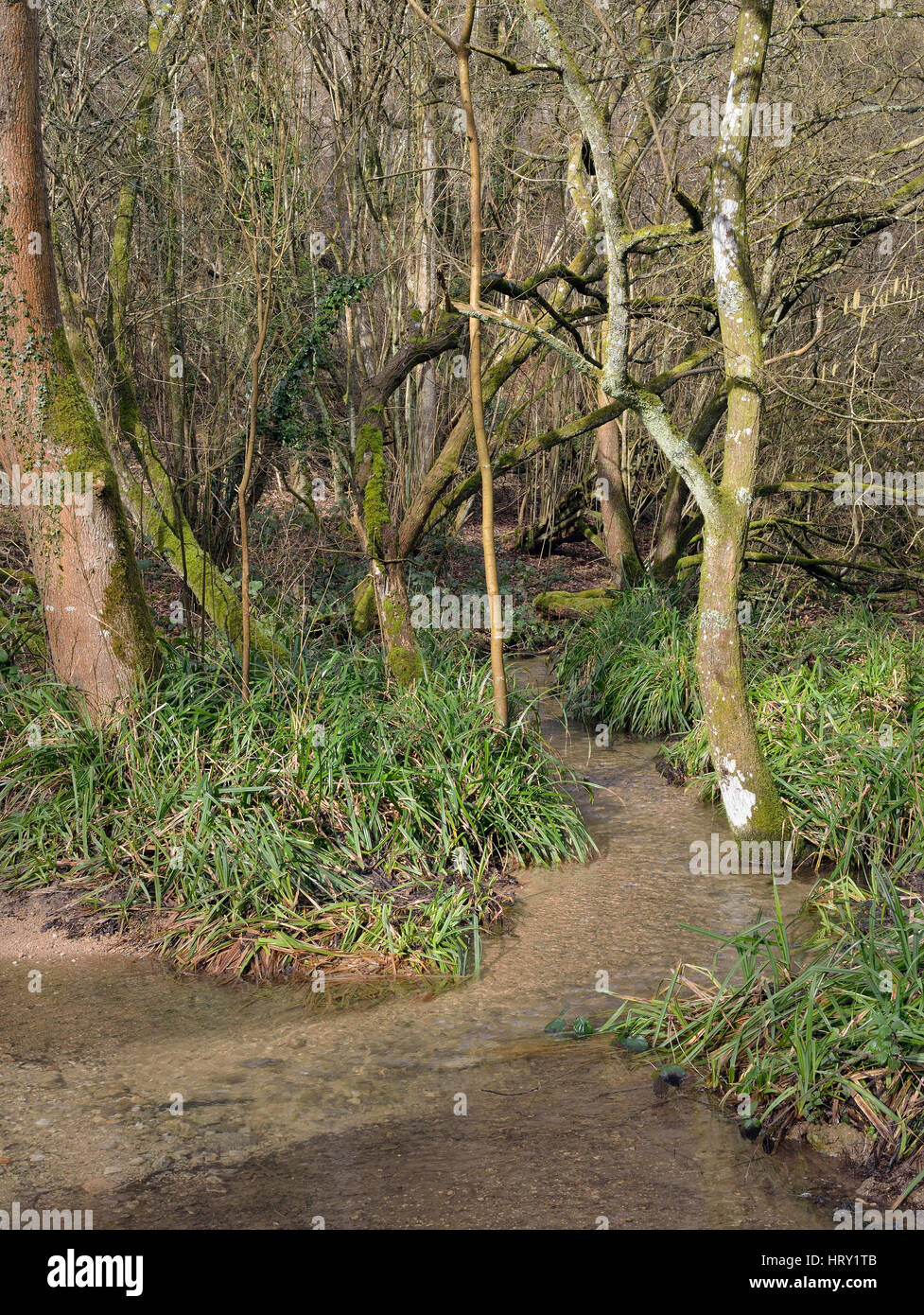 Kilcott Bach, Miger Holz Wald Stream in einem Cotswold Waldgebiet im späten Winter Stockfoto