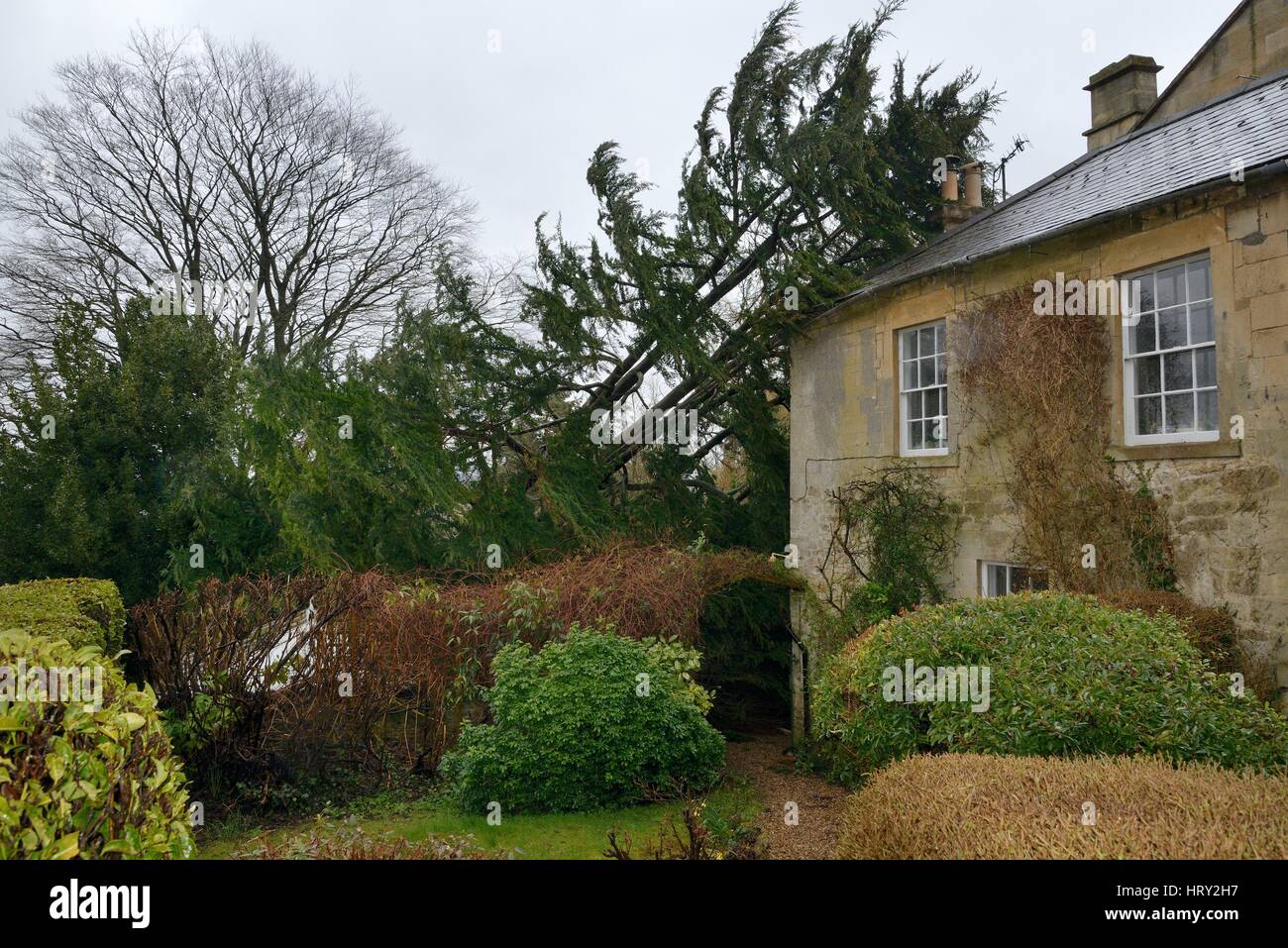 Deodar Zeder (Cedrus Deodara) in einem Sturm, lehnt sich an ein Haus, Wiltshire UK, März 2016 umgeweht. Stockfoto