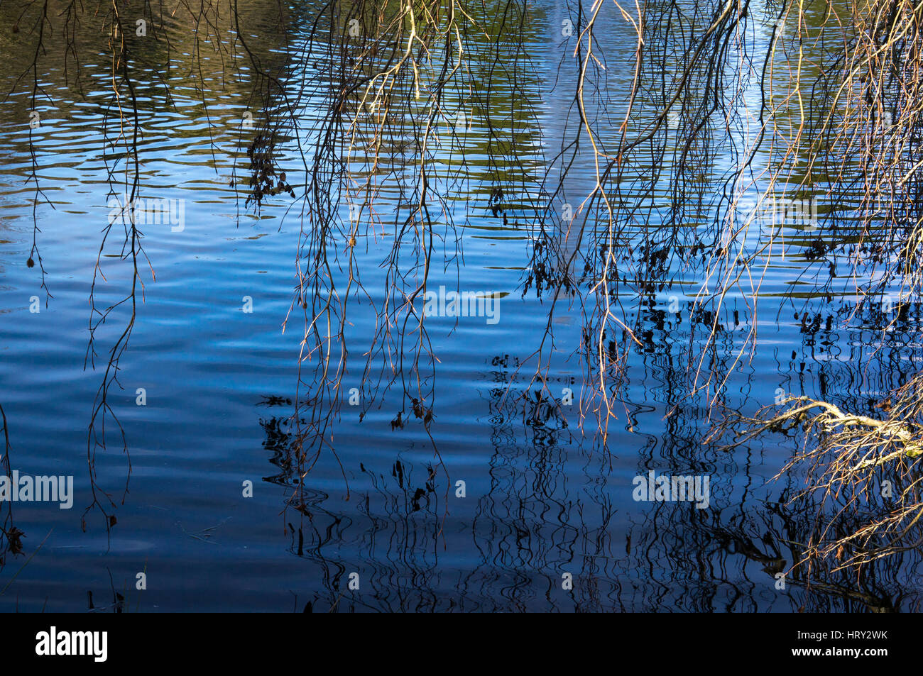 Reflexionen in einem Teich Stockfoto