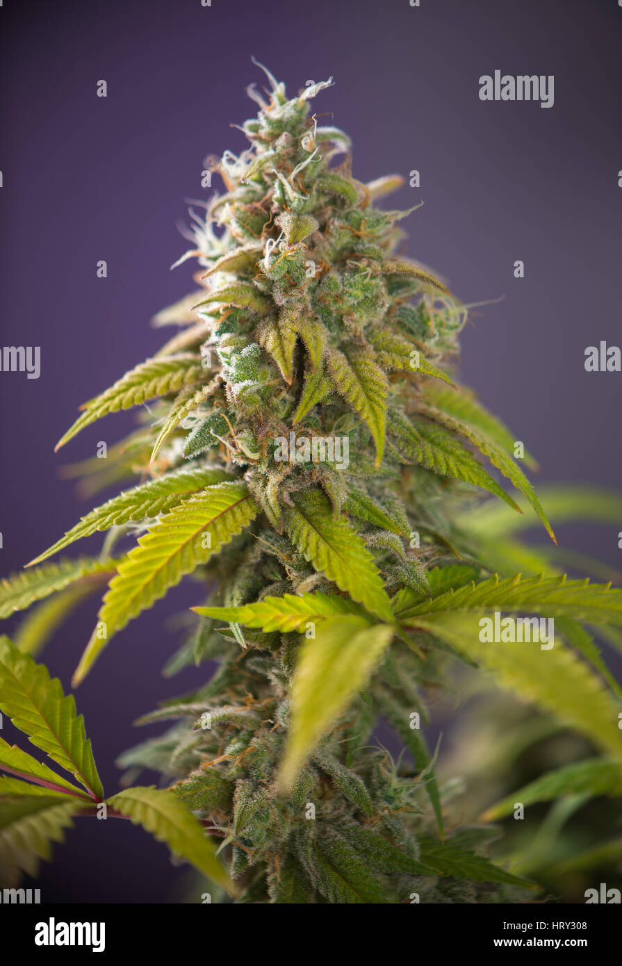 Detail des Cannabis Cola (Thousand Oaks-Marihuana-Sorte) mit sichtbaren Haare und Blättern auf späten Blüte - medizinische Marihuana-Zucht Konzept Stockfoto