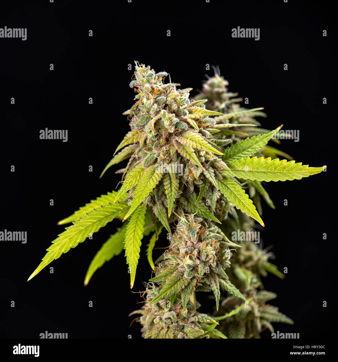 Detail des Cannabis Cola (Thousand Oaks-Marihuana-Sorte) mit sichtbaren Haare und Blättern auf späten Blüte - auf schwarzem Hintergrund isoliert Stockfoto