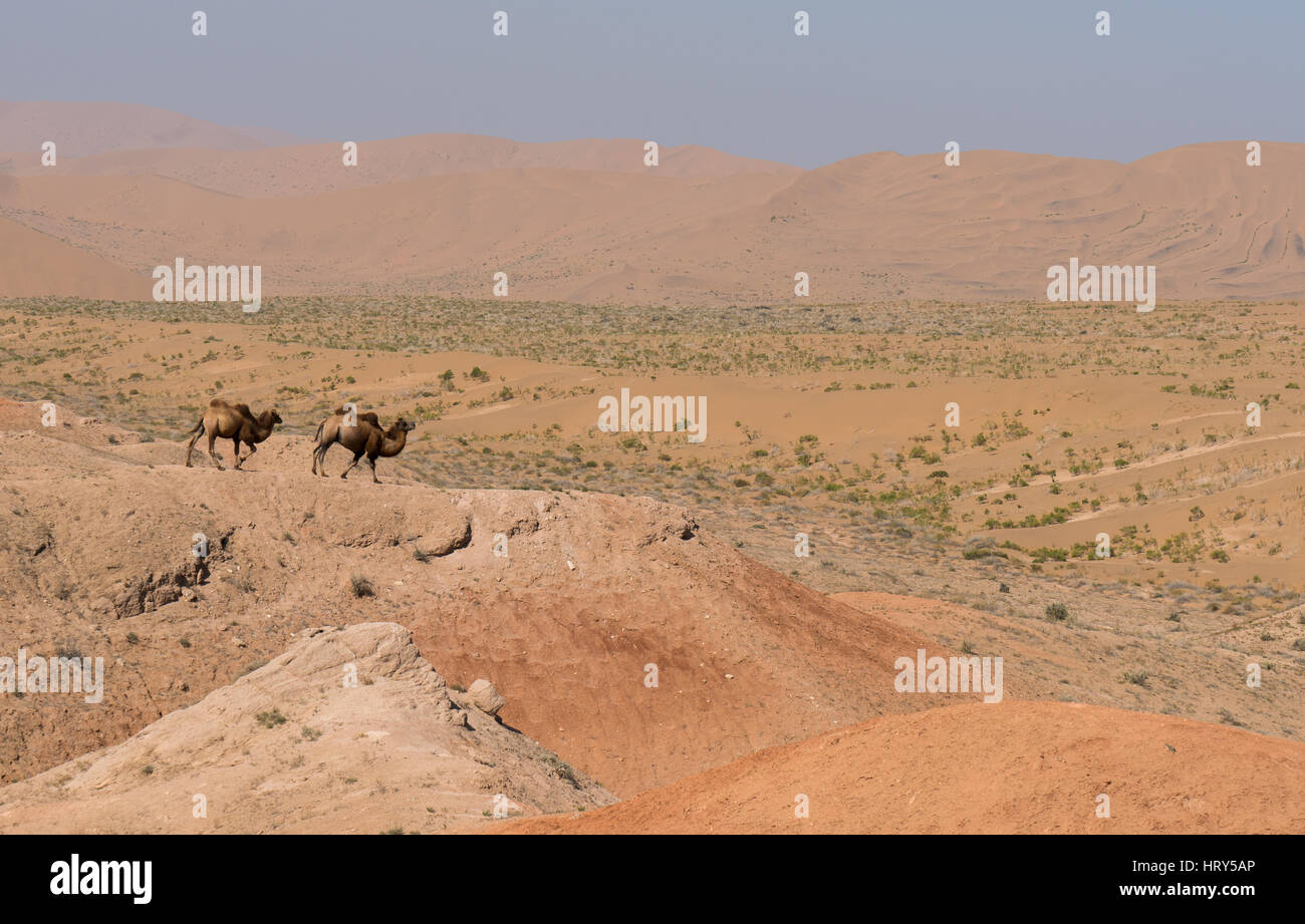 Ein Elektronenpaar Kamele betrachten der Badain Jaran Wüste in China Stockfoto