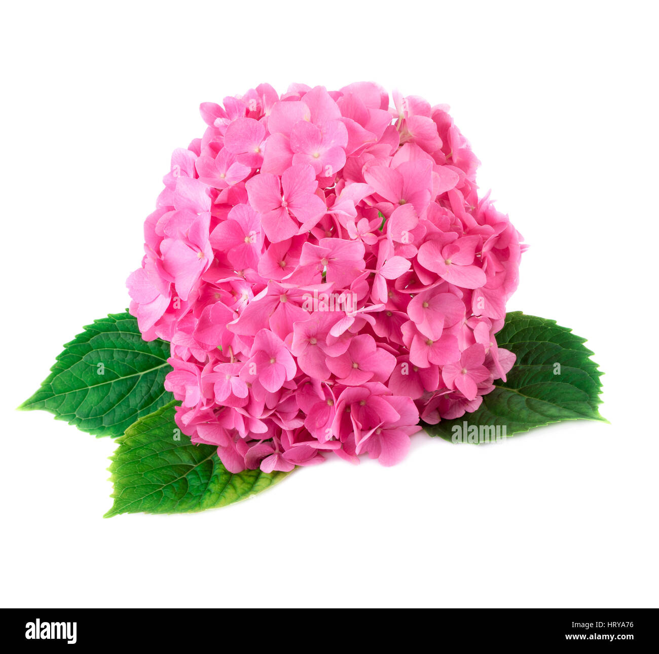 Hortensia Blume hautnah. Rosa Hortensie Blumen isoliert auf weißem Hintergrund Stockfoto