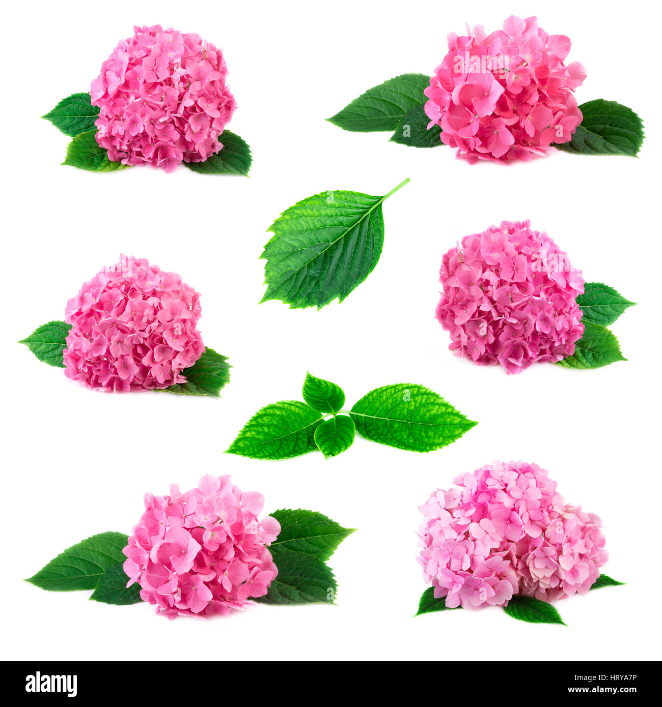 Sammlung von Hydrangea Hortensia Blüten mit grünen Blättern, die isoliert auf weiss. Rosa Flowerheads Hortensien Anordnung gesetzt collage Stockfoto