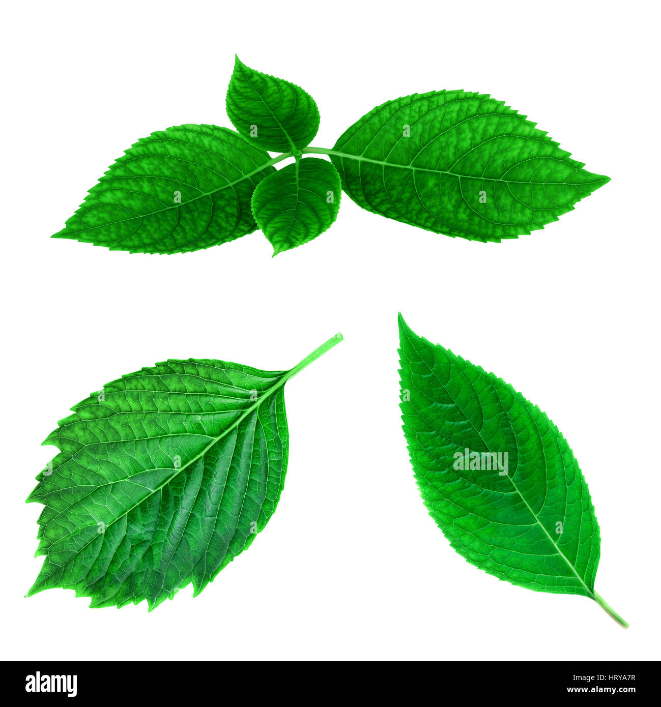 Grüne Blattfeder Sammlung Closeup Blätter Textur auf weißem Hintergrund Stockfoto