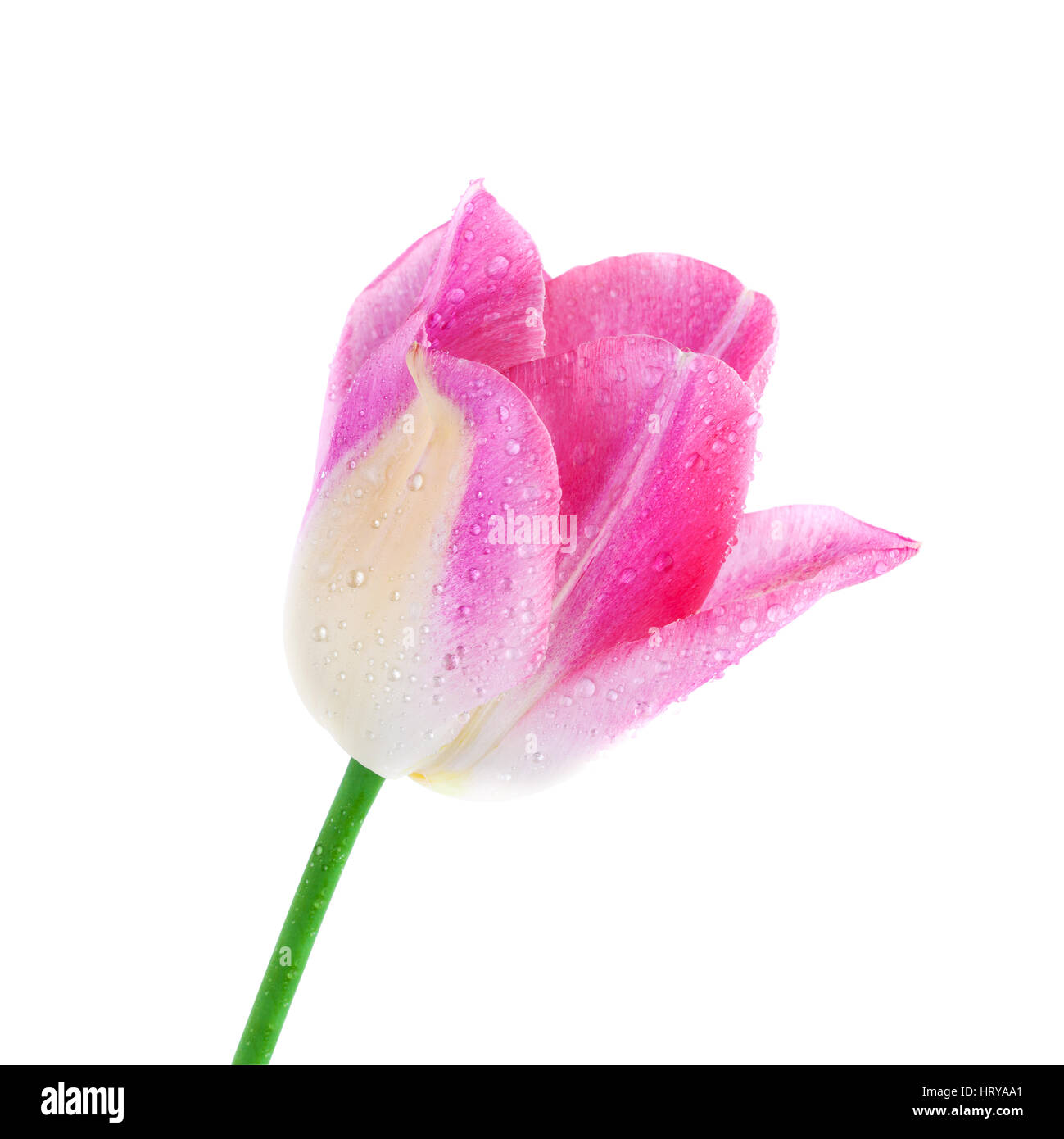 Rosa Tulpe Frühlingsblume frisch mit Wassertropfen isoliert auf weiss, Clipping-Pfad enthalten Stockfoto