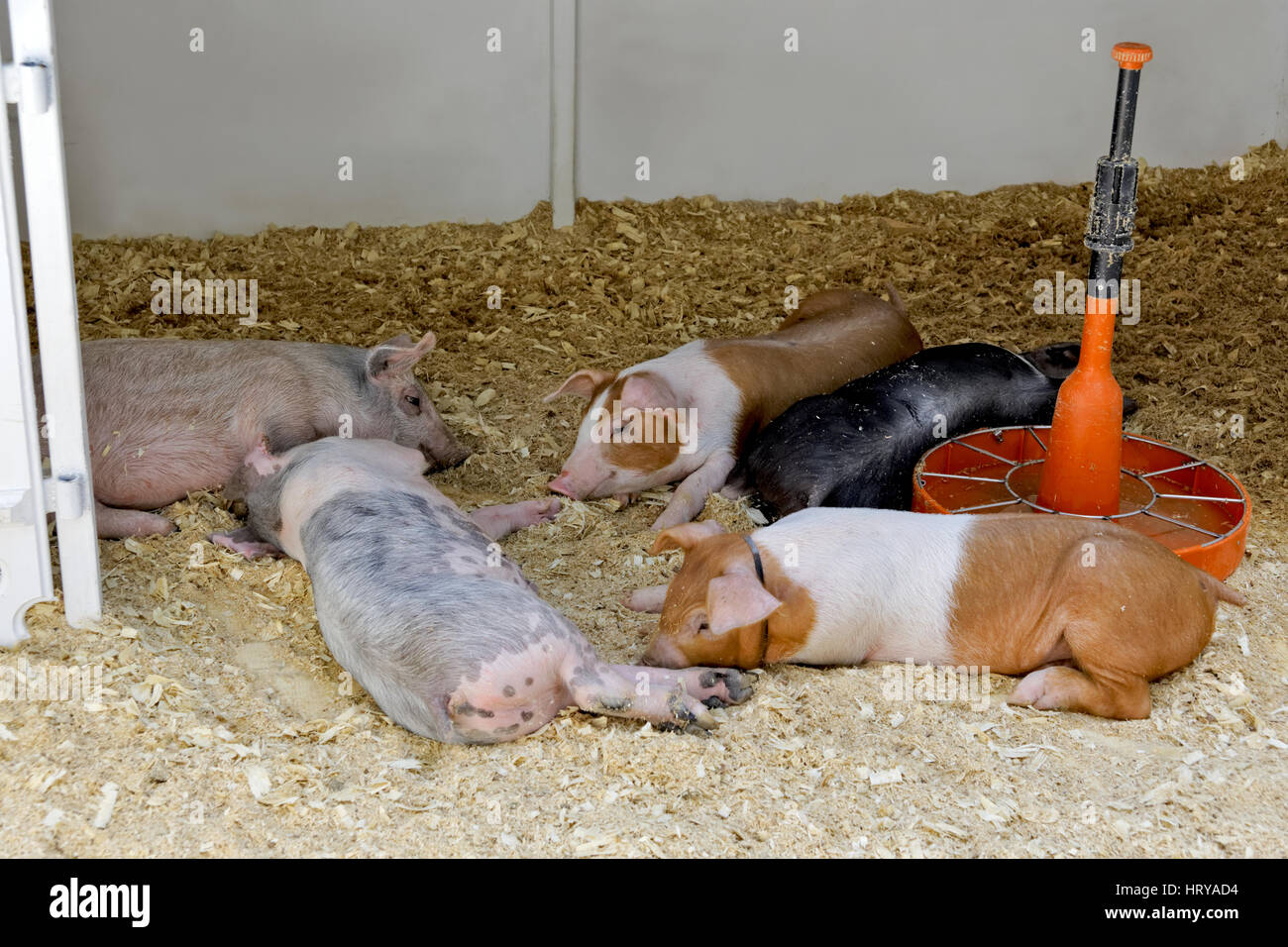 Ferkel verschiedener Rassen sind im Fahrerlager Stockfoto