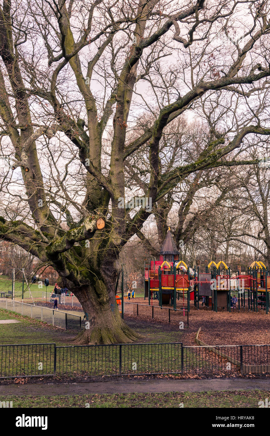 Einen alten, knorrigen Baum im Prospect Park in Reading, Berkshire. Stockfoto
