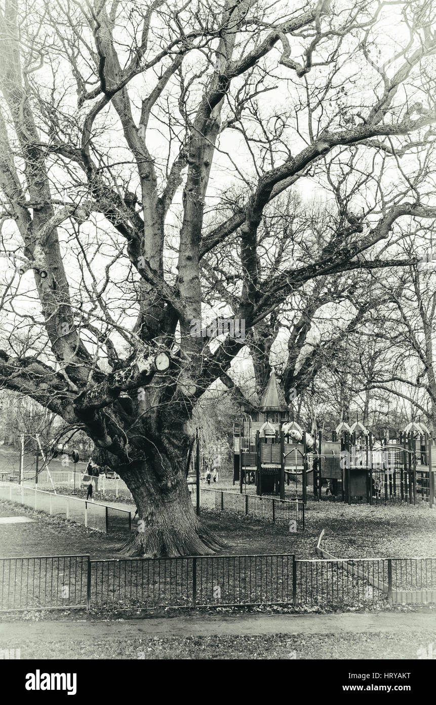 Einen alten, knorrigen Baum im Prospect Park in Reading, Berkshire. Stockfoto