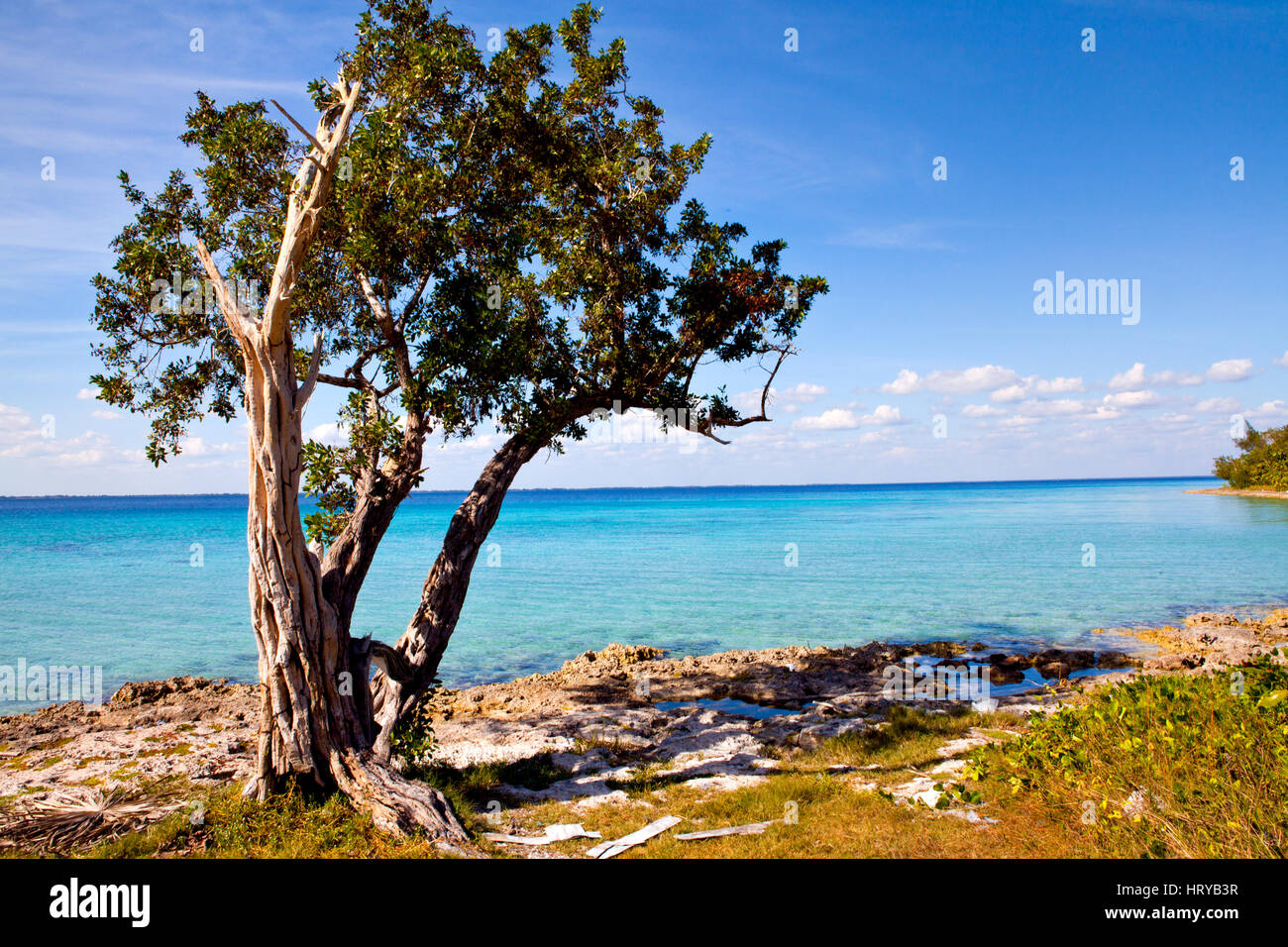 Palme auf der wunderschönen Playa Giron, Schweine Bucht, Kuba Stockfoto