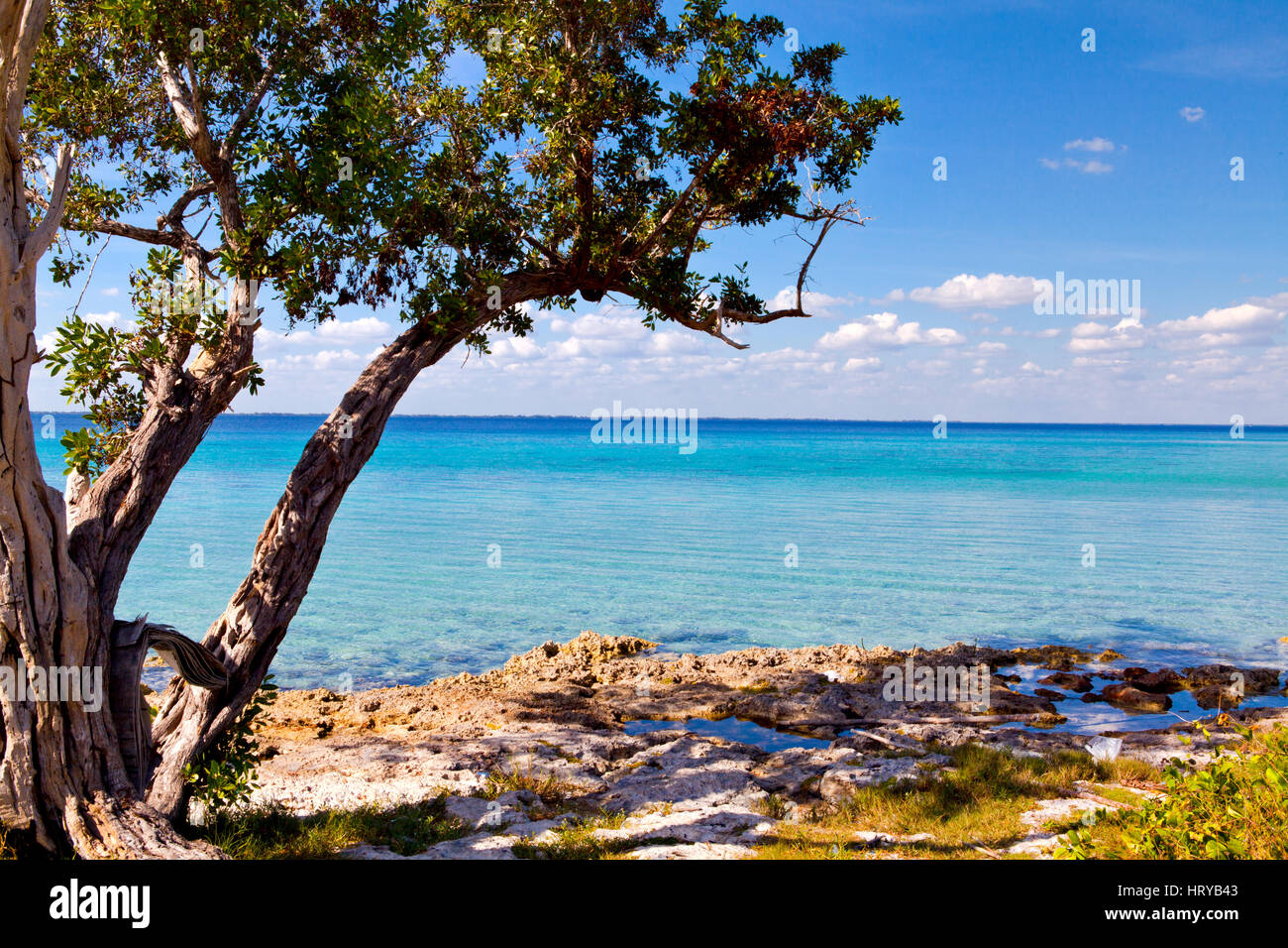 Palme auf der wunderschönen Playa Giron, Schweine Bucht, Kuba Stockfoto