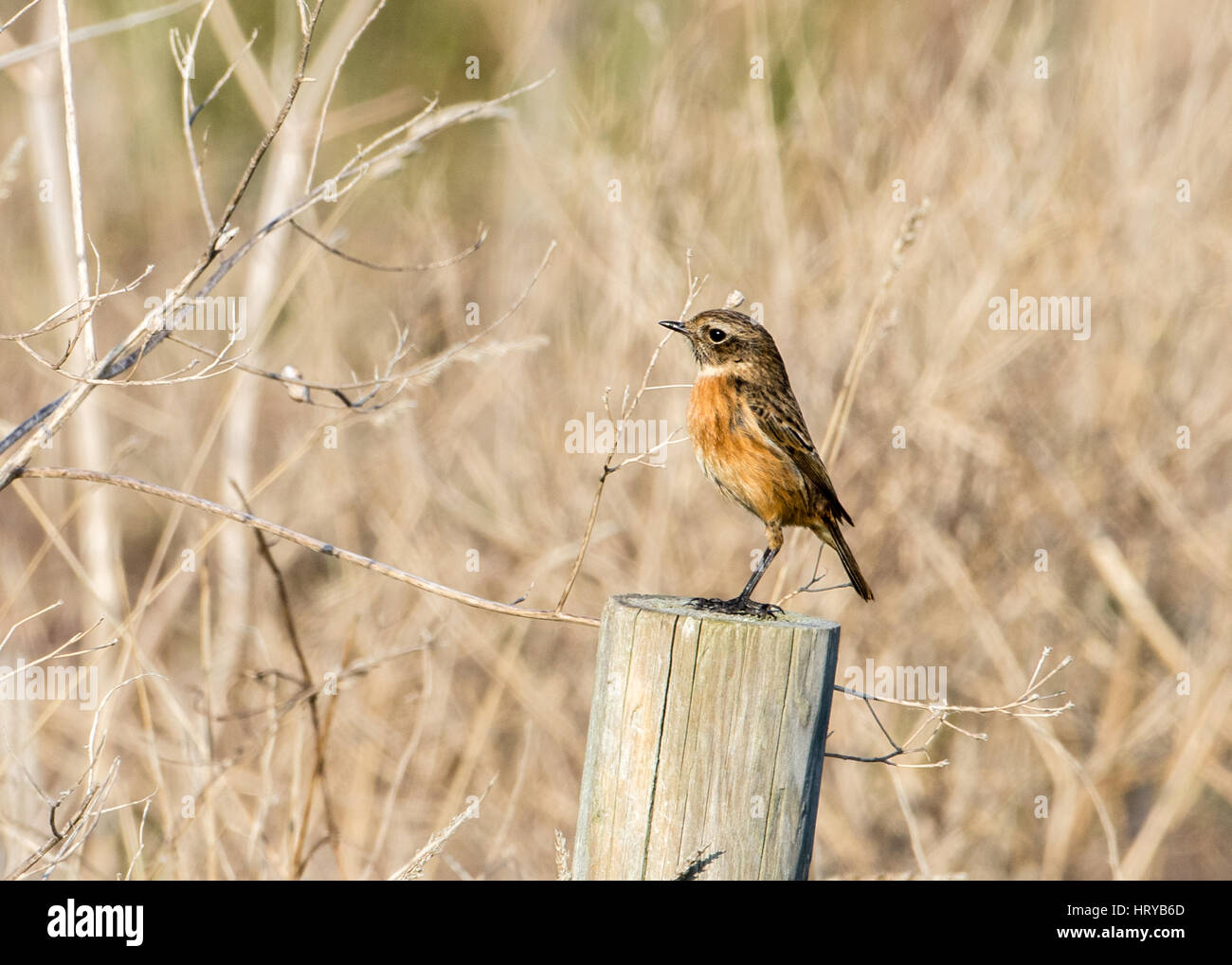 Europäische Schwarzkehlchen (Saxicola Torquata) thront auf einem Zaunpfahl in Devon Stockfoto