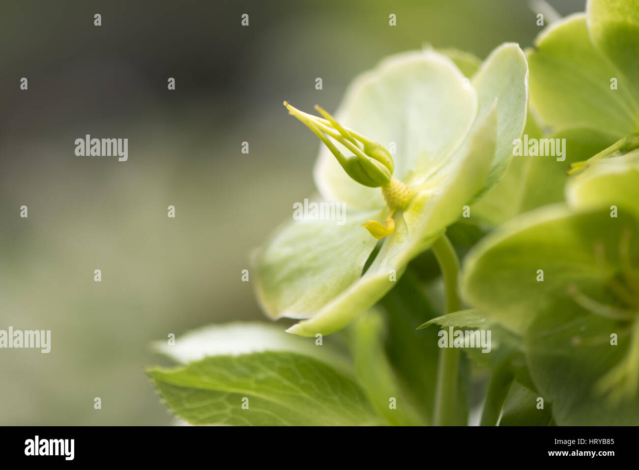 Grüne Nieswurz mit Fokus auf Stempel. Ende des Winters Blume Pflanze in Butterblume Familie (Butterblume), zeigt Kelchblätter, Eierstöcke und Stile Stockfoto