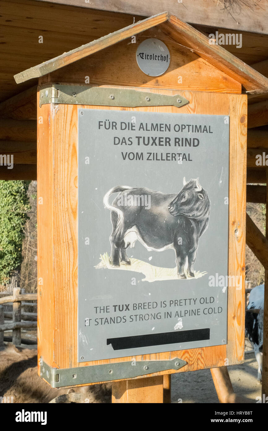 Traditionelle alpine Rinder, Schönbrunn Zoo, Wien, Österreich. Stockfoto