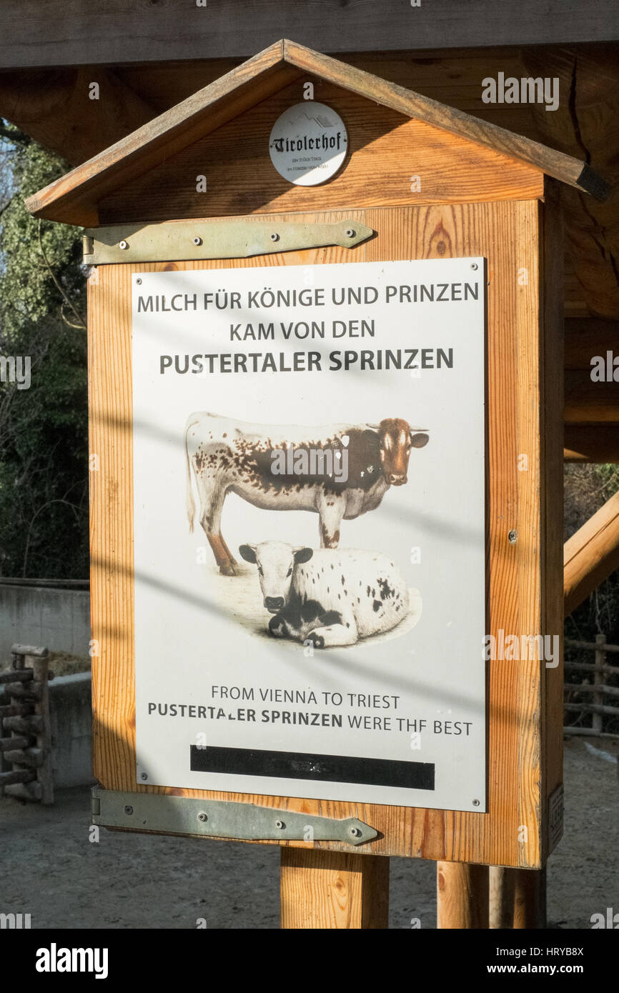 Traditionelle alpine Rinder, Schönbrunn Zoo, Wien, Österreich. Stockfoto