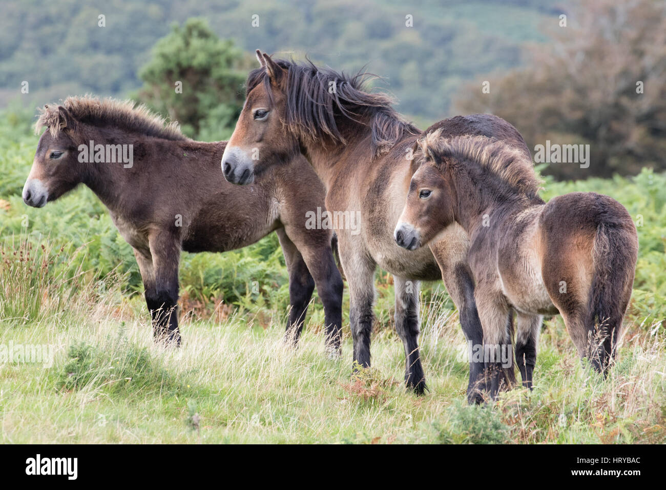 Exmoor Pony, Exmoor, Devon/Somerset, UK Stockfoto