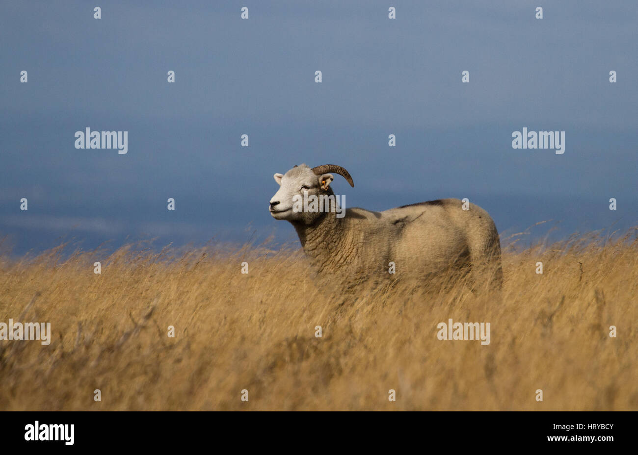 Weißen konfrontiert Dartmoor Ram / Schafe Stockfoto