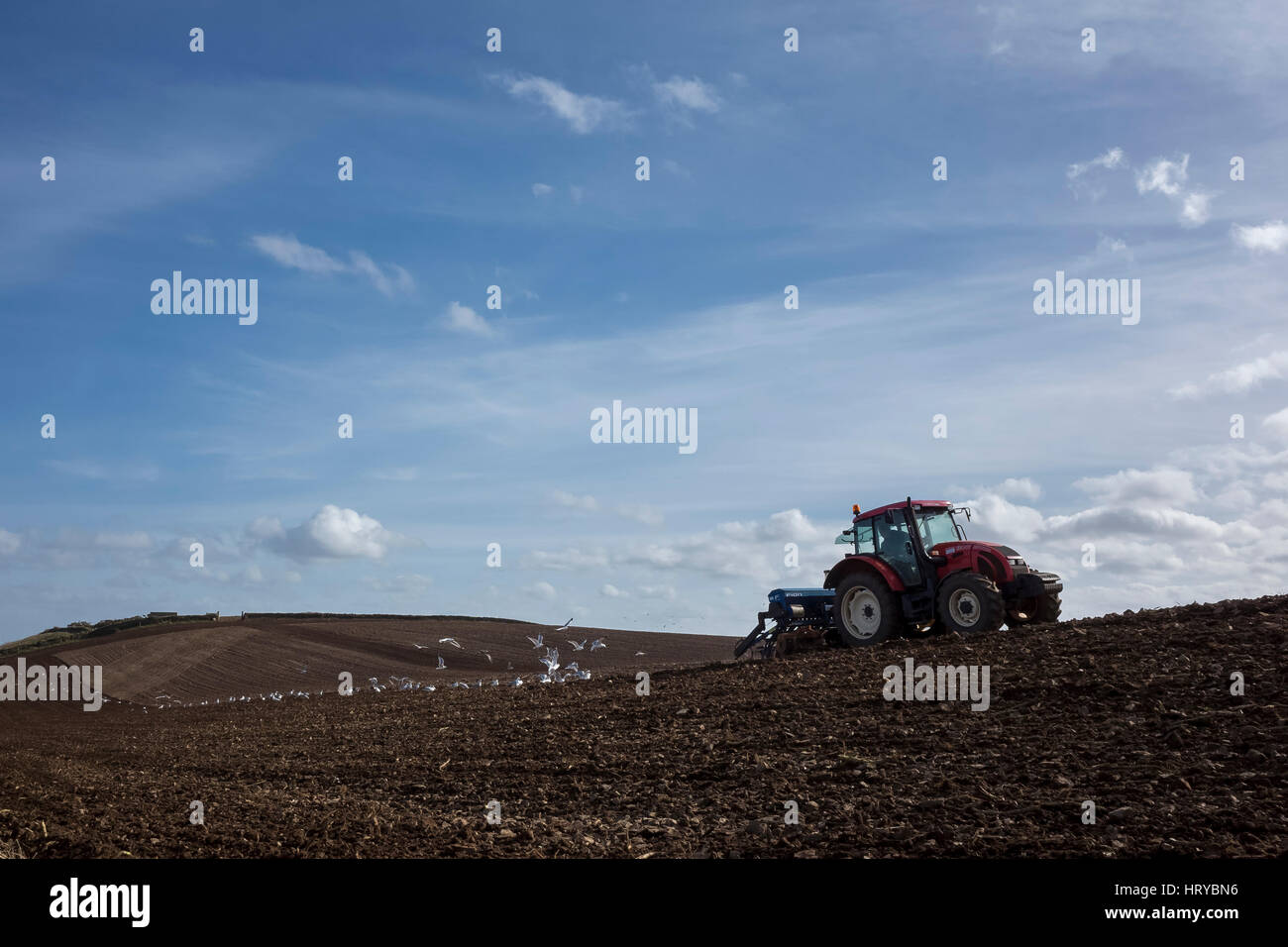 Traktor pflügen ein Feld, gefolgt von Möwen Stockfoto