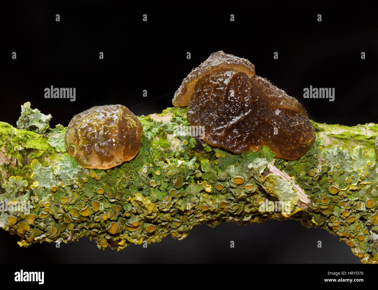 Gummiartige gallertartige geformt Taste Fruchtkörper Witches' Butter und Flechten auf dem faulenden Zweig einer Eiche. Stockfoto